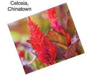 Celosia, Chinatown