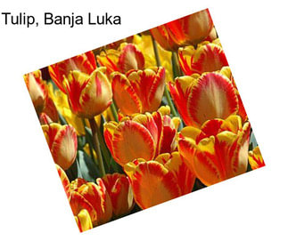 Tulip, Banja Luka