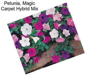 Petunia, Magic Carpet Hybrid Mix