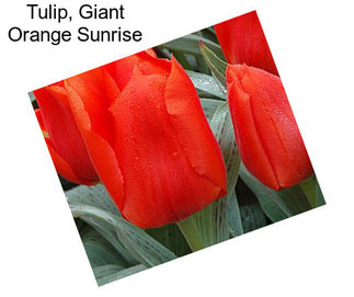 Tulip, Giant Orange Sunrise