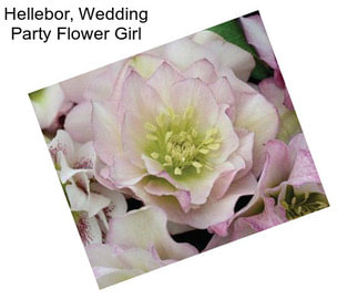 Hellebor, Wedding Party Flower Girl