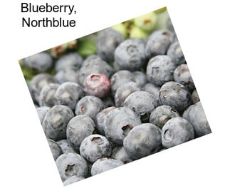 Blueberry, Northblue