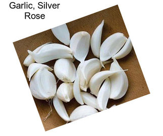 Garlic, Silver Rose