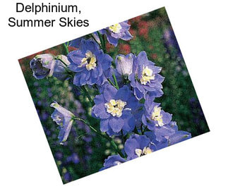 Delphinium, Summer Skies