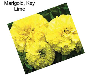 Marigold, Key Lime