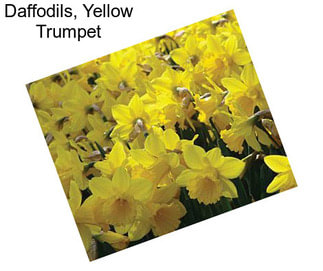 Daffodils, Yellow Trumpet
