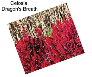 Celosia, Dragon\'s Breath