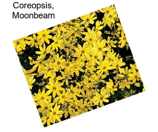 Coreopsis, Moonbeam