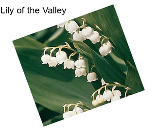 Lily of the Valley