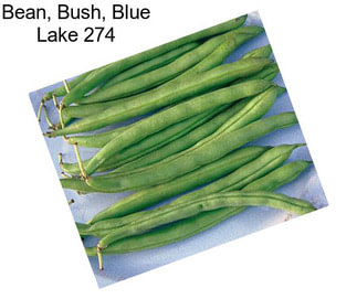 Bean, Bush, Blue Lake 274