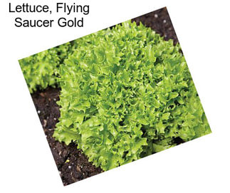 Lettuce, Flying Saucer Gold