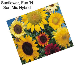 Sunflower, Fun \'N Sun Mix Hybrid