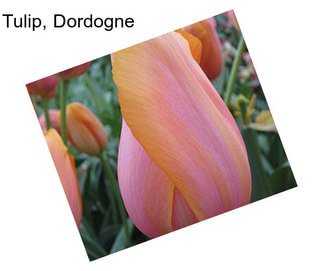 Tulip, Dordogne