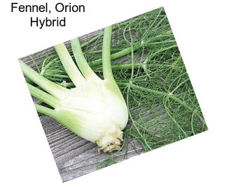 Fennel, Orion Hybrid