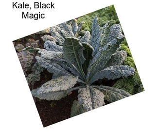 Kale, Black Magic