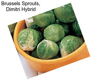 Brussels Sprouts, Dimitri Hybrid