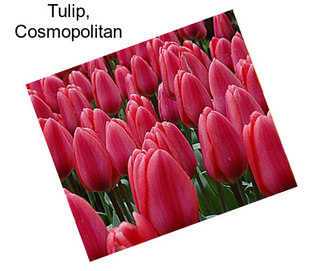 Tulip, Cosmopolitan