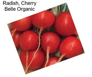 Radish, Cherry Belle Organic