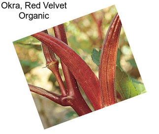 Okra, Red Velvet Organic