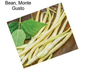 Bean, Monte Gusto