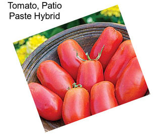 Tomato, Patio Paste Hybrid