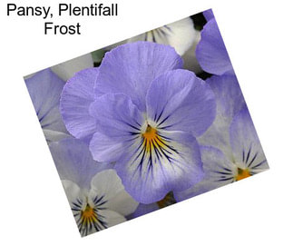 Pansy, Plentifall Frost