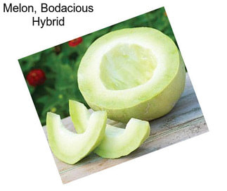 Melon, Bodacious Hybrid