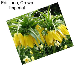 Fritillaria, Crown Imperial