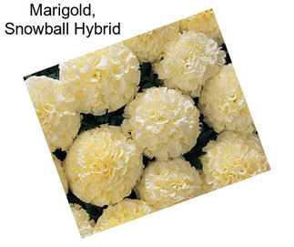 Marigold, Snowball Hybrid
