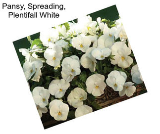 Pansy, Spreading, Plentifall White