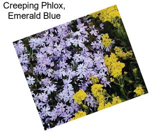 Creeping Phlox, Emerald Blue