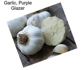 Garlic, Purple Glazer