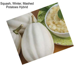 Squash, Winter, Mashed Potatoes Hybrid