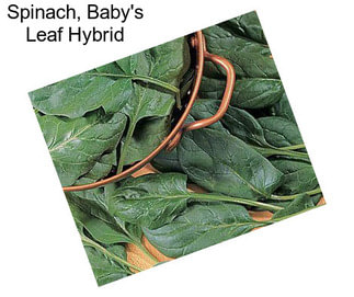 Spinach, Baby\'s Leaf Hybrid