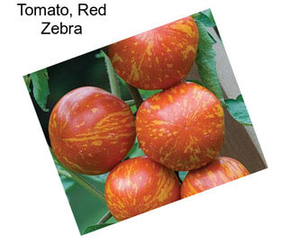 Tomato, Red Zebra