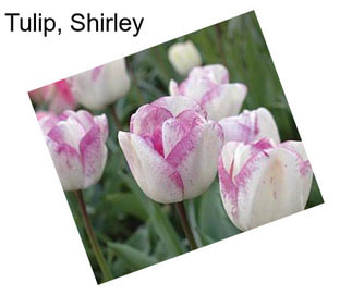 Tulip, Shirley