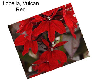 Lobelia, Vulcan Red