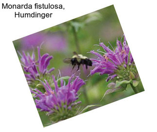 Monarda fistulosa, Humdinger