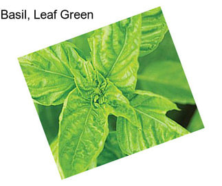 Basil, Leaf Green