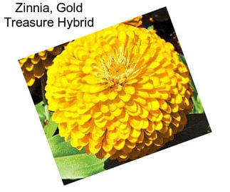 Zinnia, Gold Treasure Hybrid