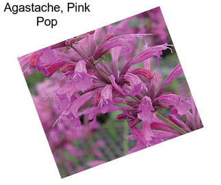 Agastache, Pink Pop