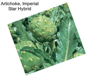 Artichoke, Imperial Star Hybrid