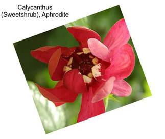 Calycanthus (Sweetshrub), Aphrodite