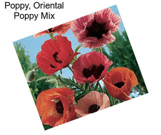 Poppy, Oriental Poppy Mix