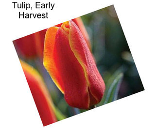 Tulip, Early Harvest