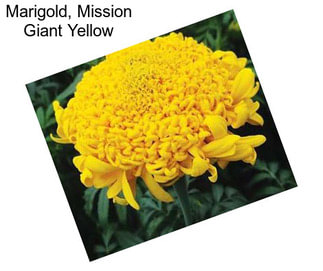 Marigold, Mission Giant Yellow