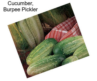 Cucumber, Burpee Pickler