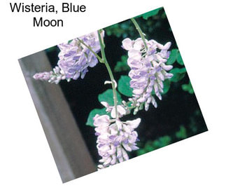 Wisteria, Blue Moon