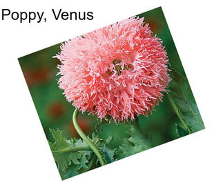 Poppy, Venus