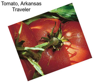 Tomato, Arkansas Traveler